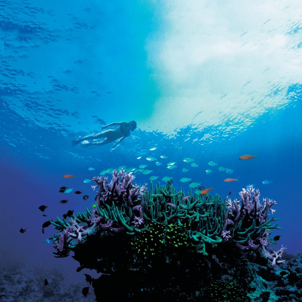 Bait Reef