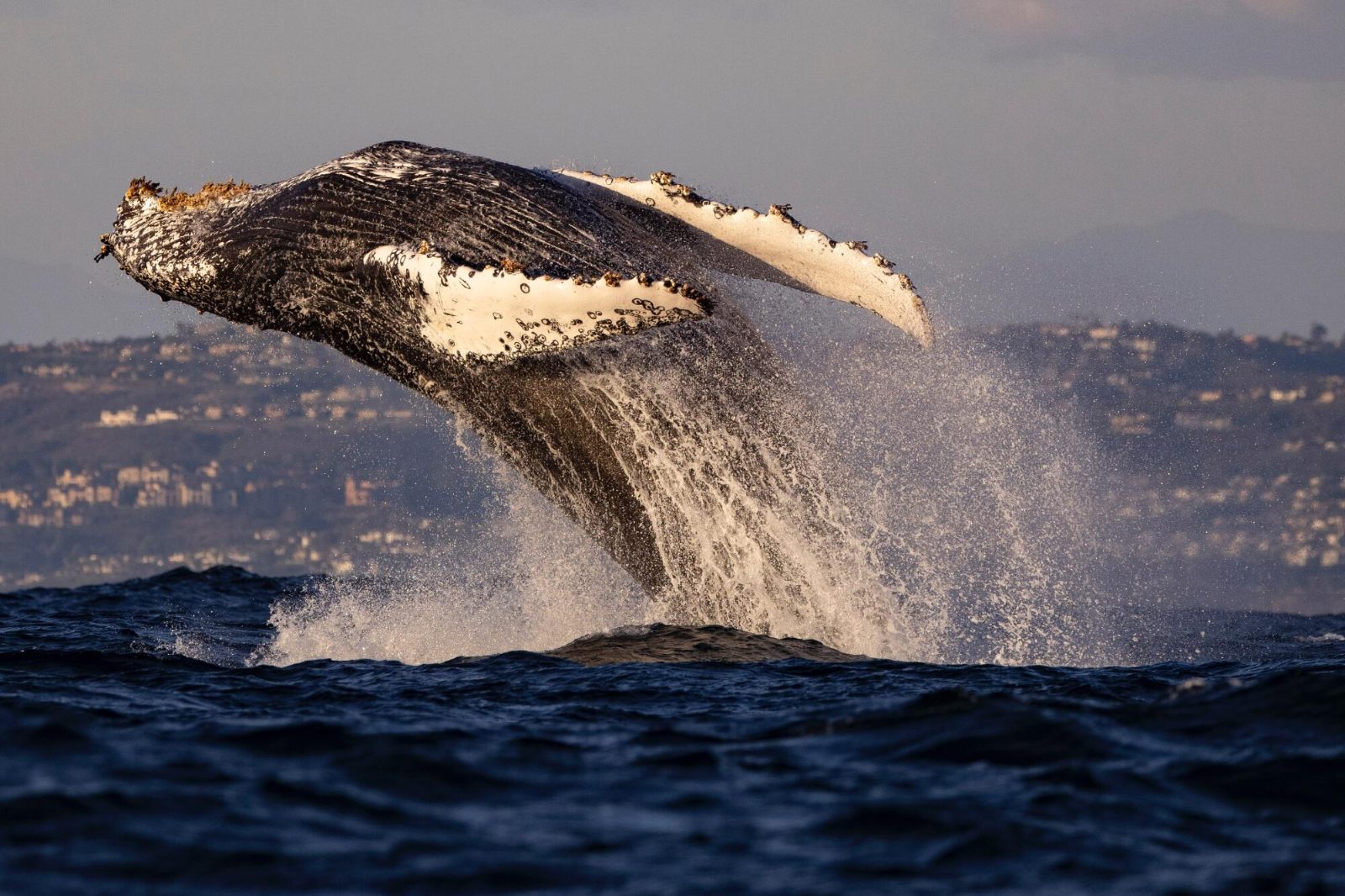 Ocean Whale Watching Search