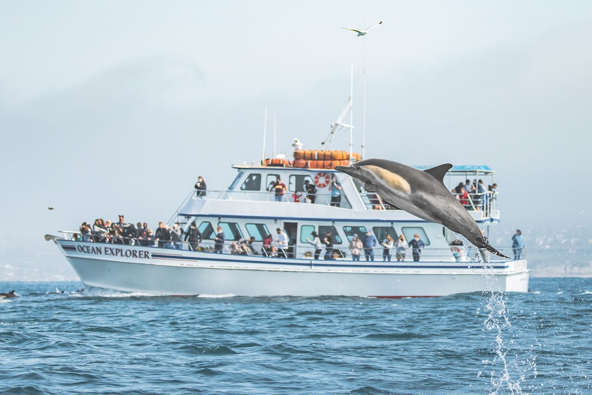 Ocean Wildlife Search