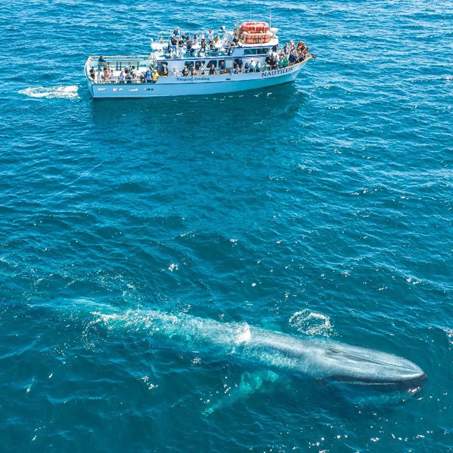 Newport Beach private whale watching session