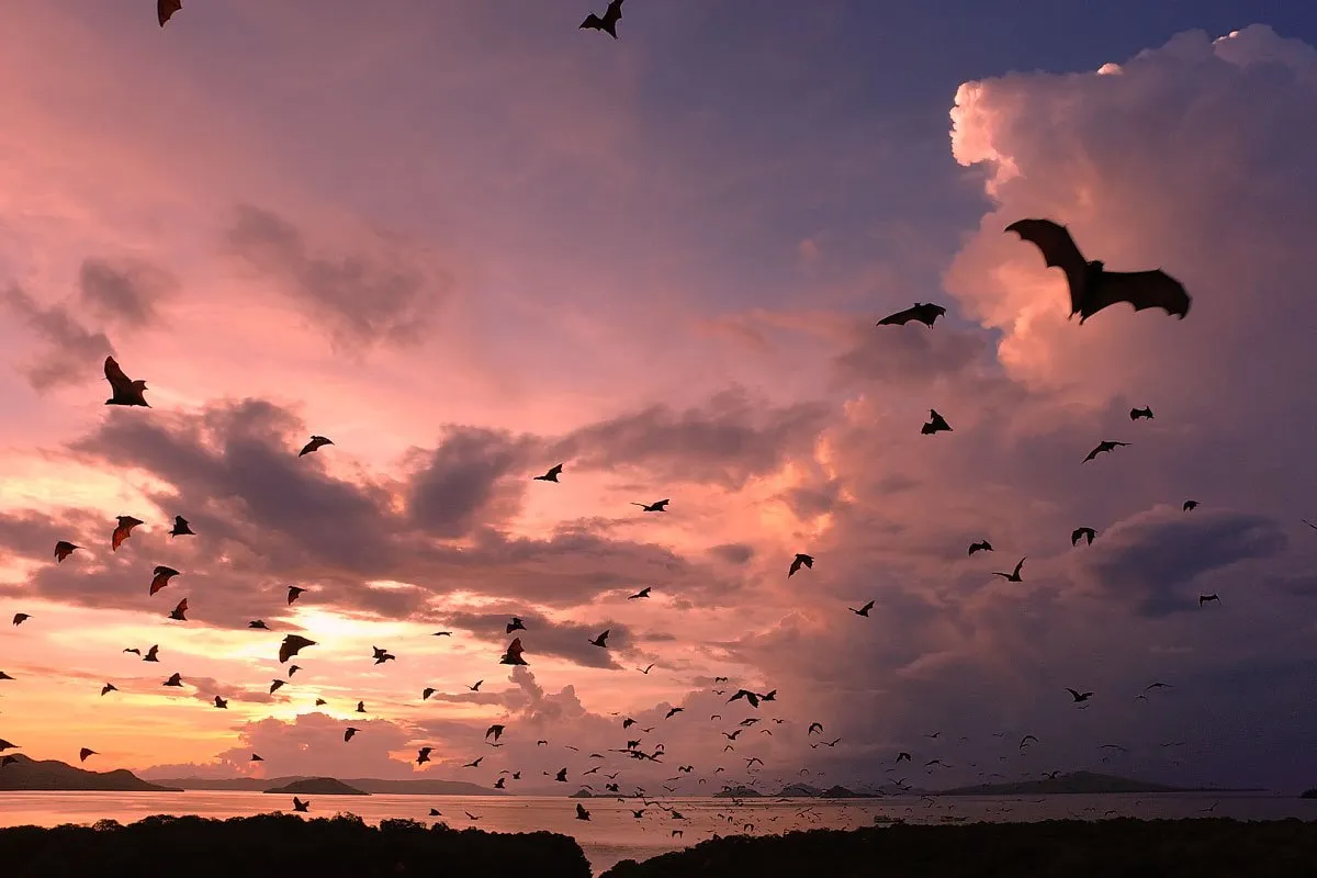 Kalong Island Sunset Point