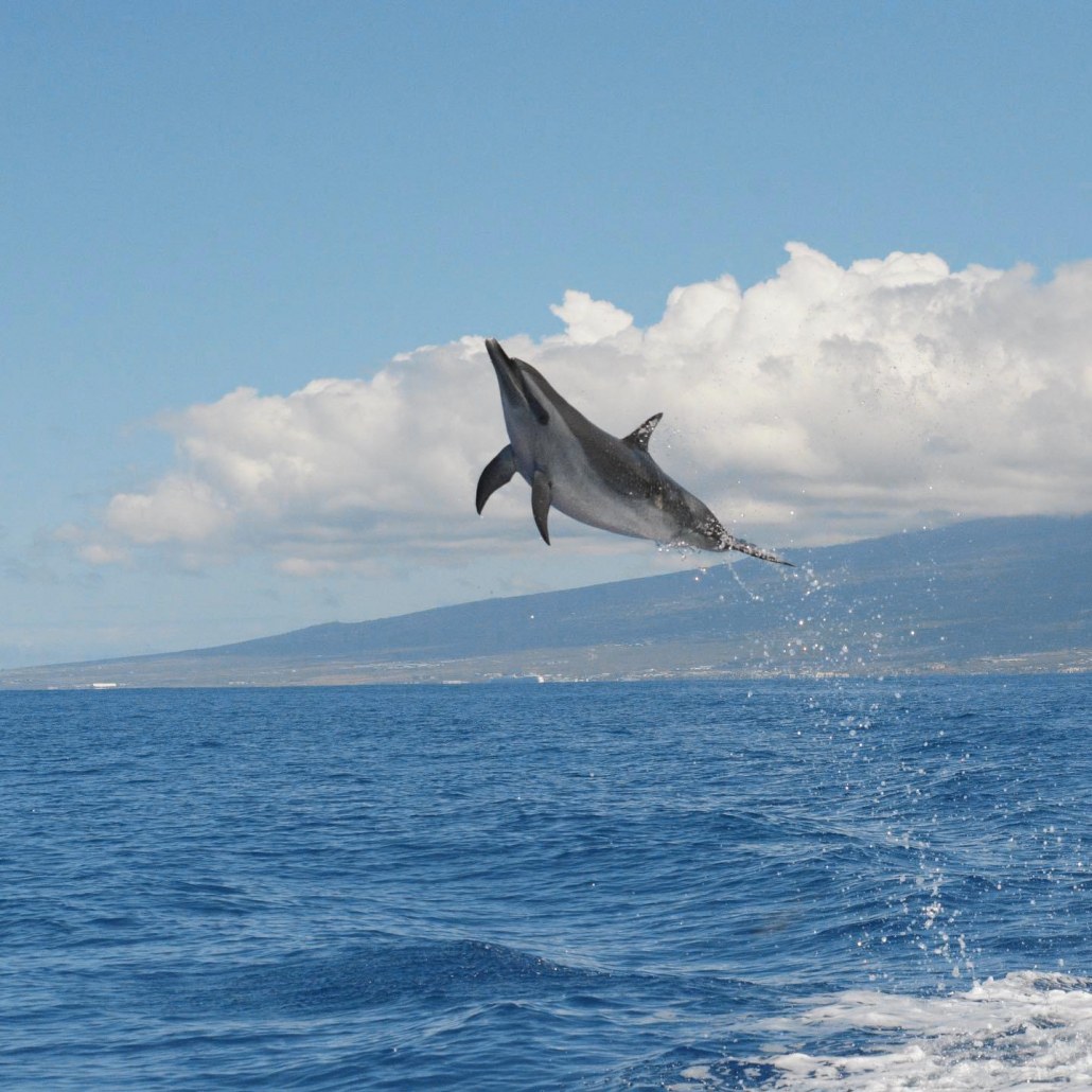 Pelagic Wildlife