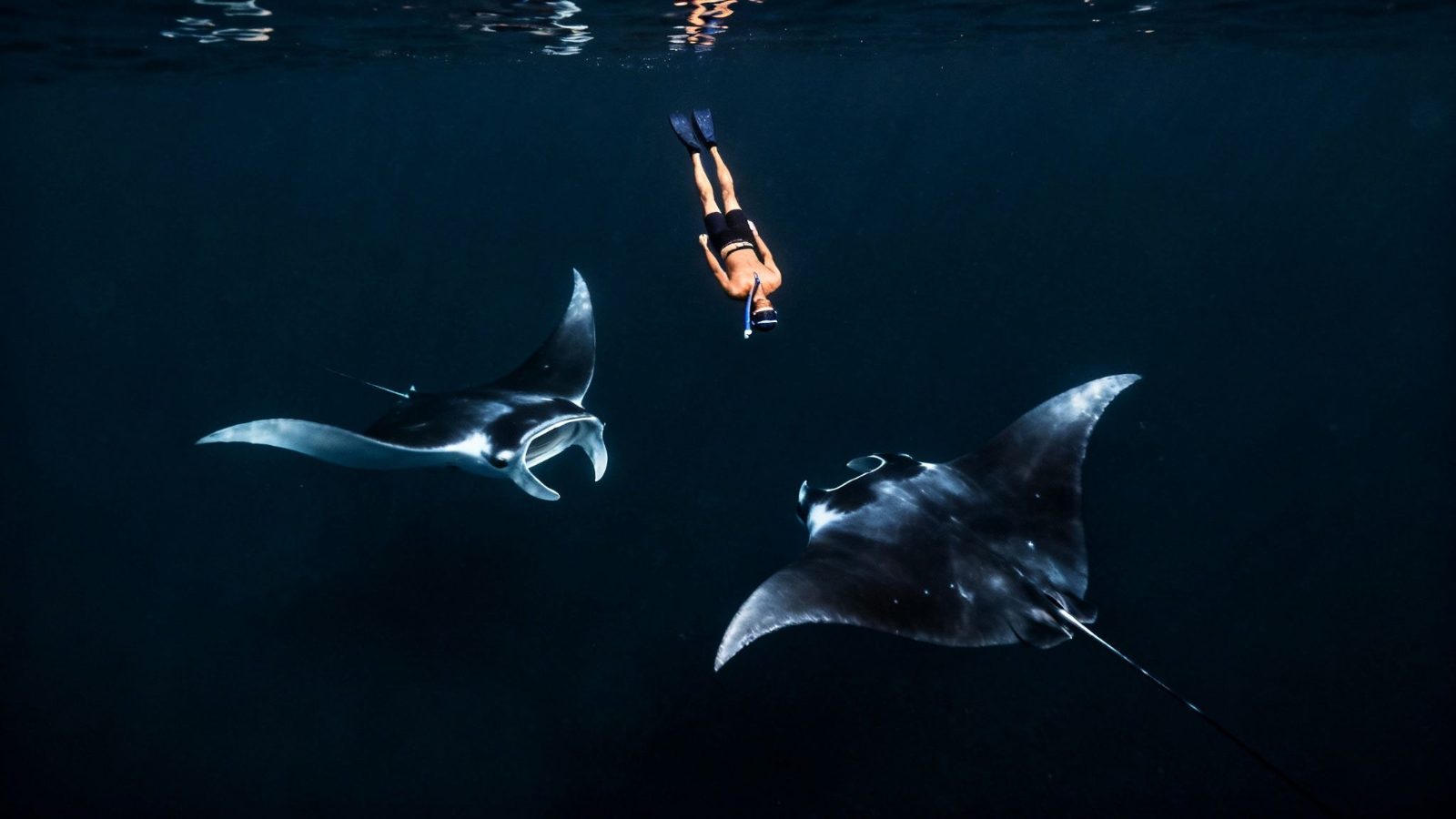 Snorkeling Manta Point Nusa Penida