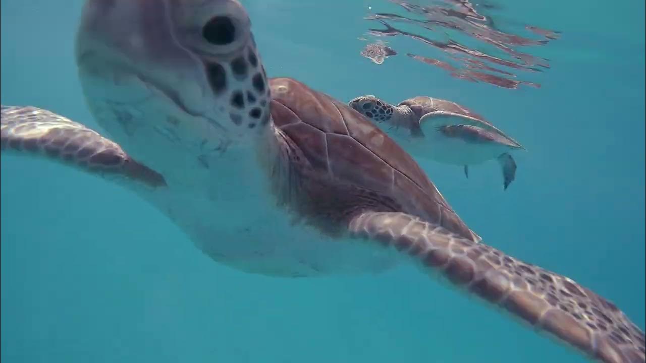 Carlisle Bay Turtle Spot