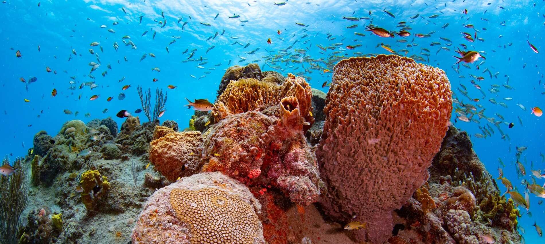 Carlisle Bay Shallow Reef