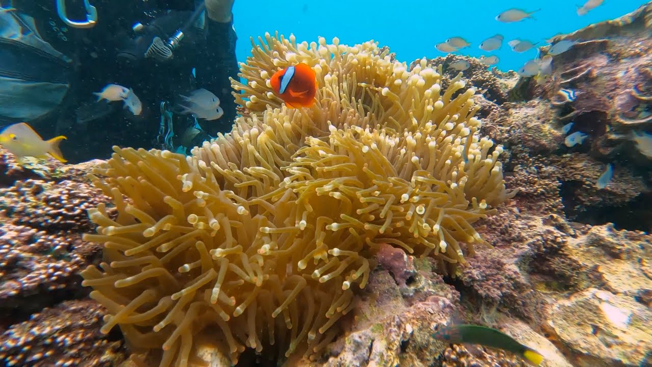 Coral Garden