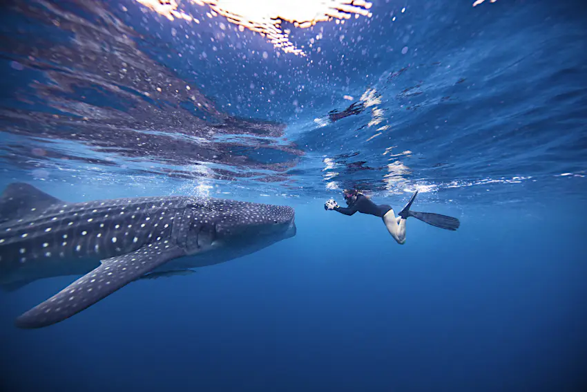 Whale Shark Aggregation Zone