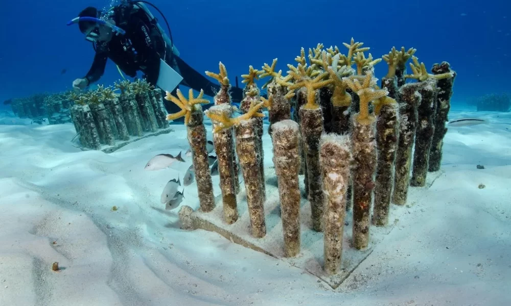 Marine Biosphere Reserve