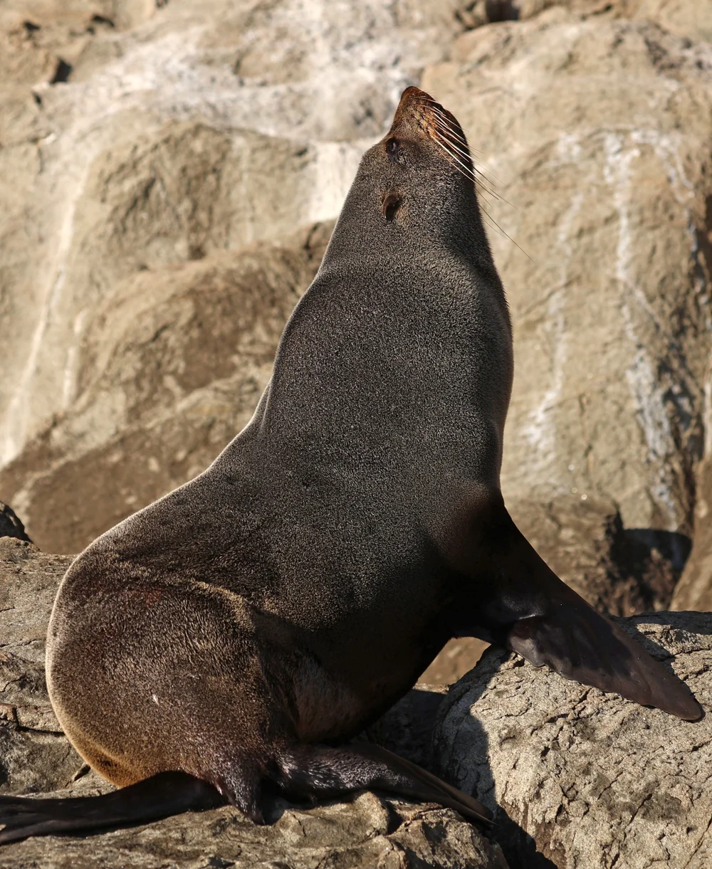 Seal Colony Rocks
