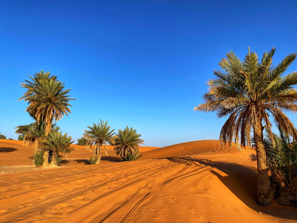 Merzouga Oasis Palm Grove