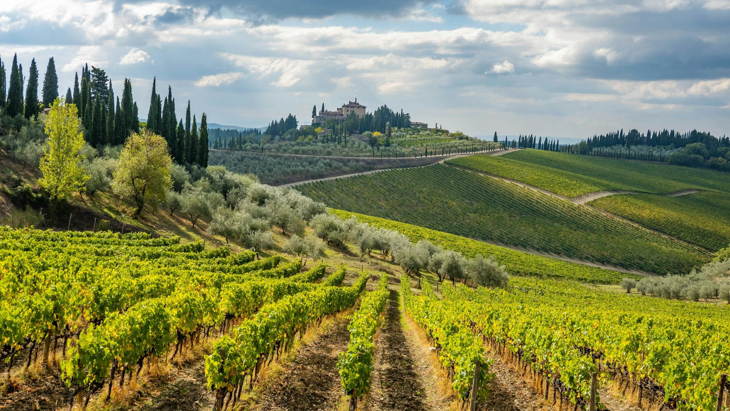 Chianti Vineyard Terraces