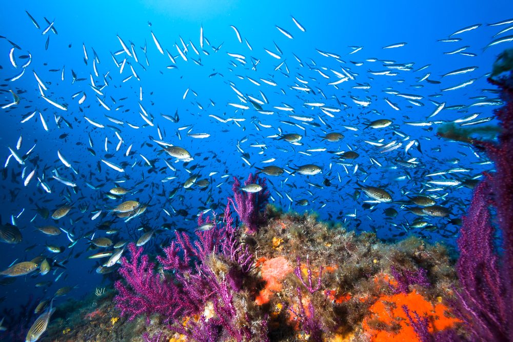 Marine Biodiversity