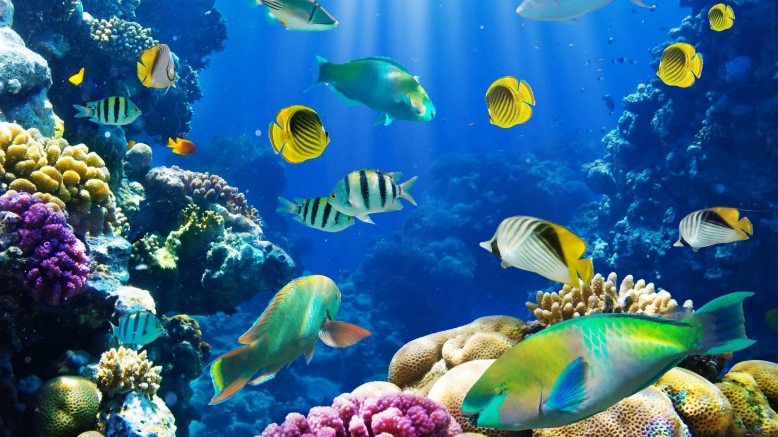 Marine Life