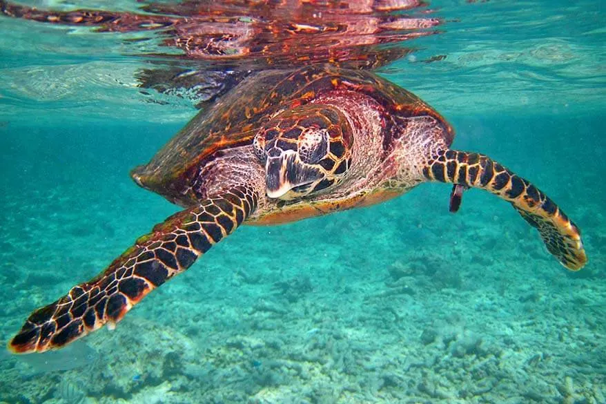 Snorkeling Seychelles