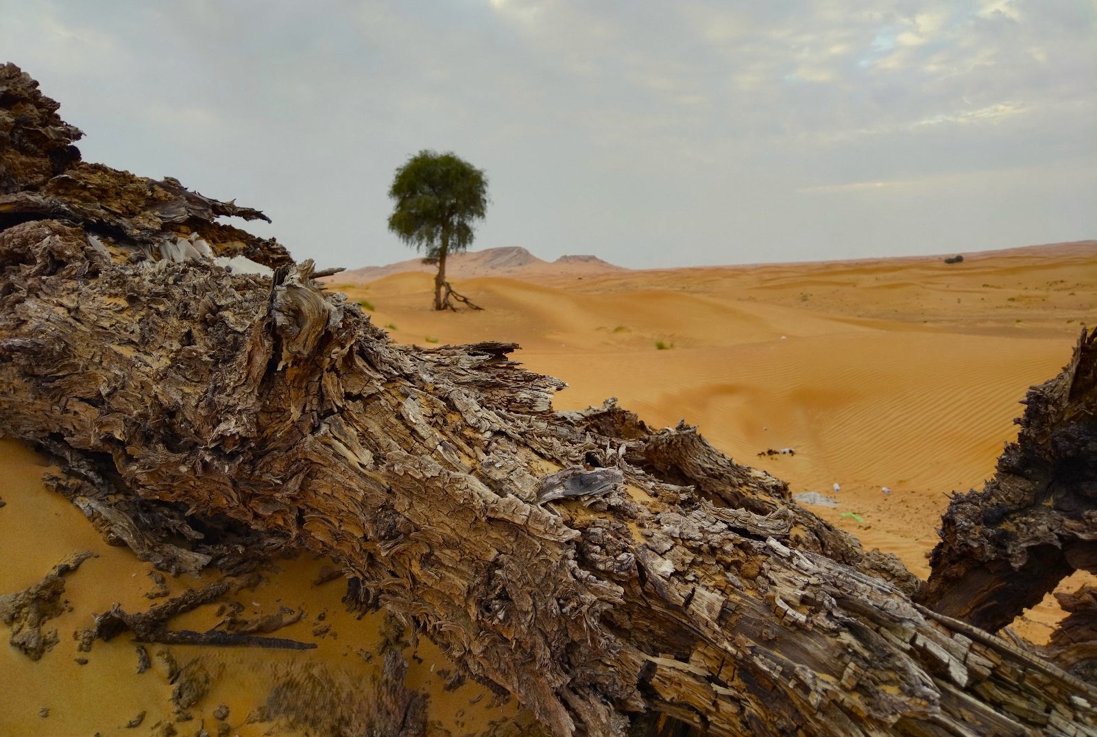 Desert Flora Zone