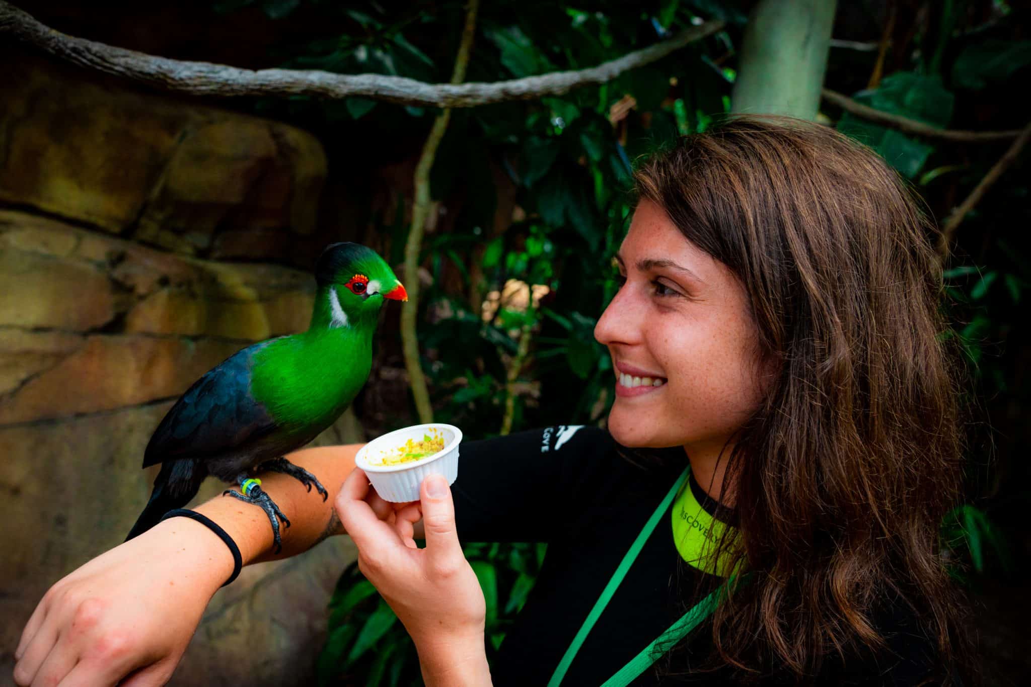 Explorer's Aviary