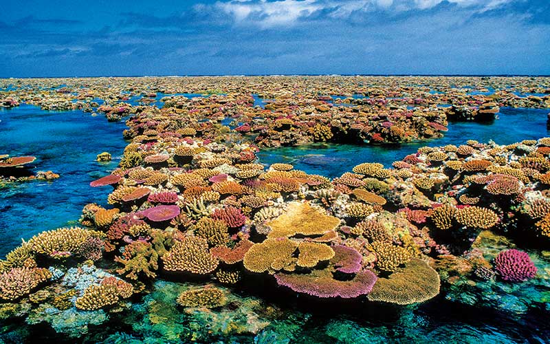 Flynn Reef