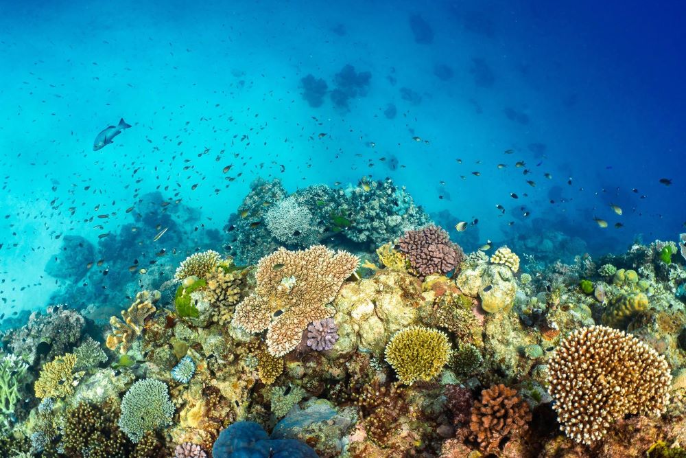 Norman Reef