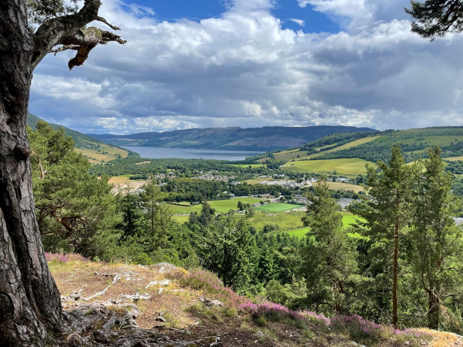 Balmacaan Woods