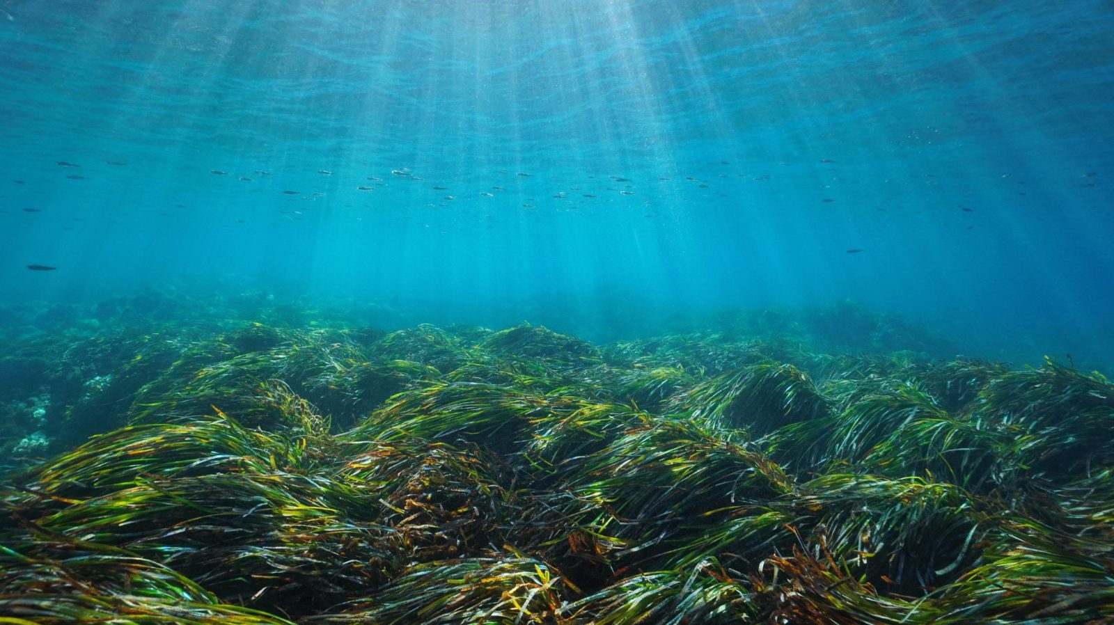Snorkeling Paros