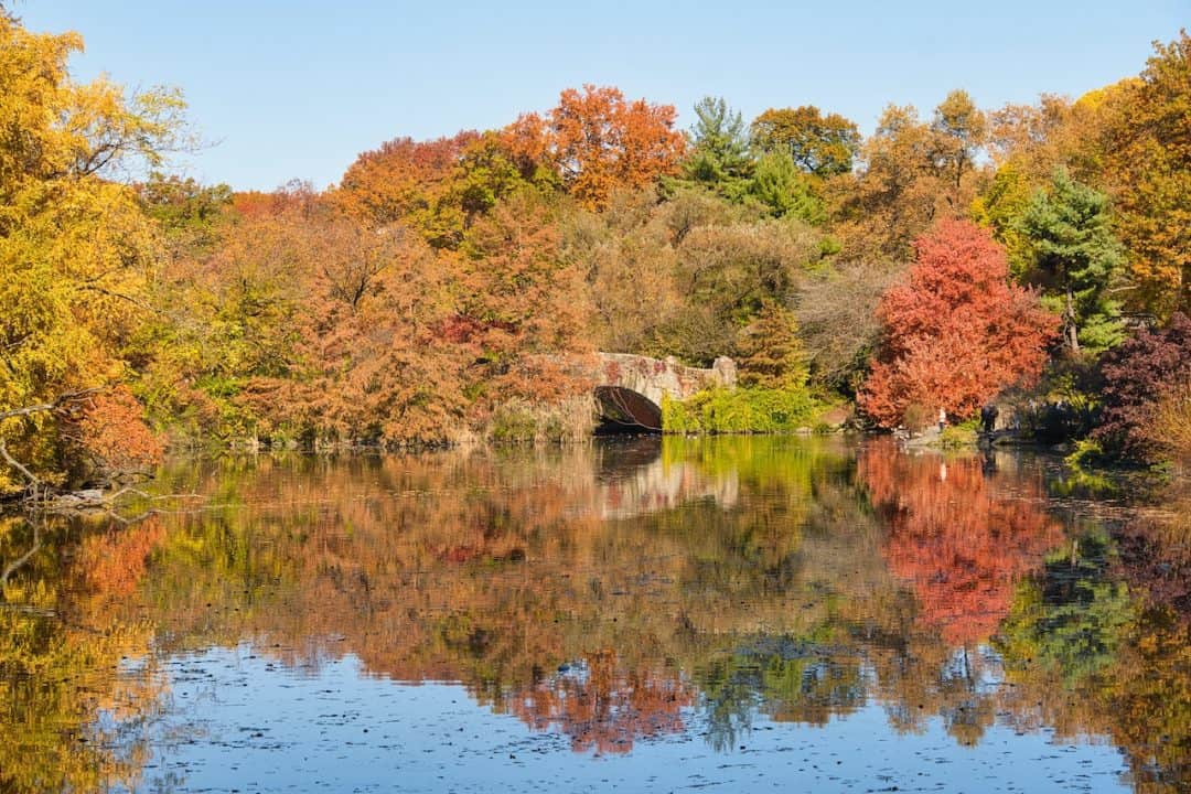 The Pond
