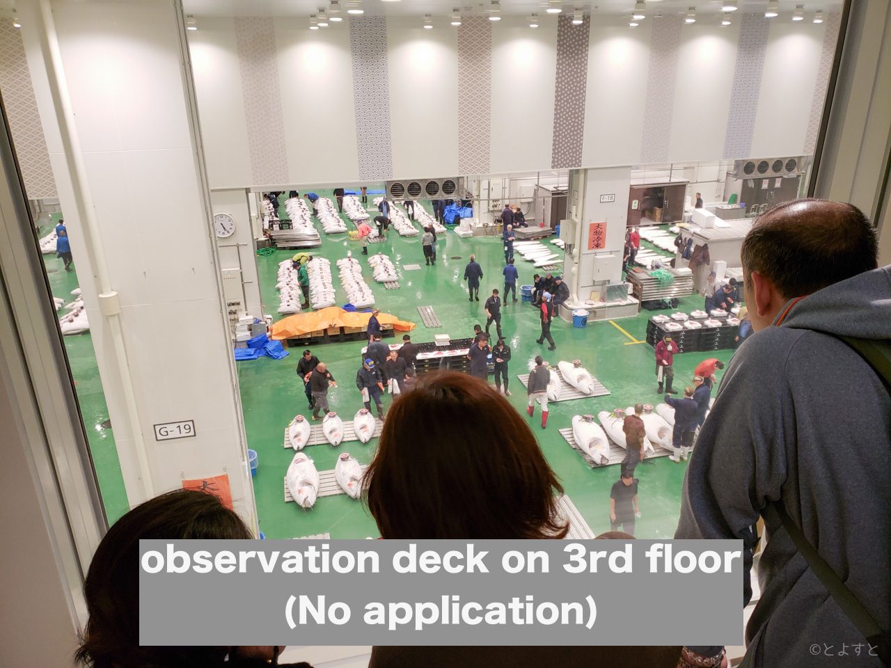 Toyosu Fish Market Tour