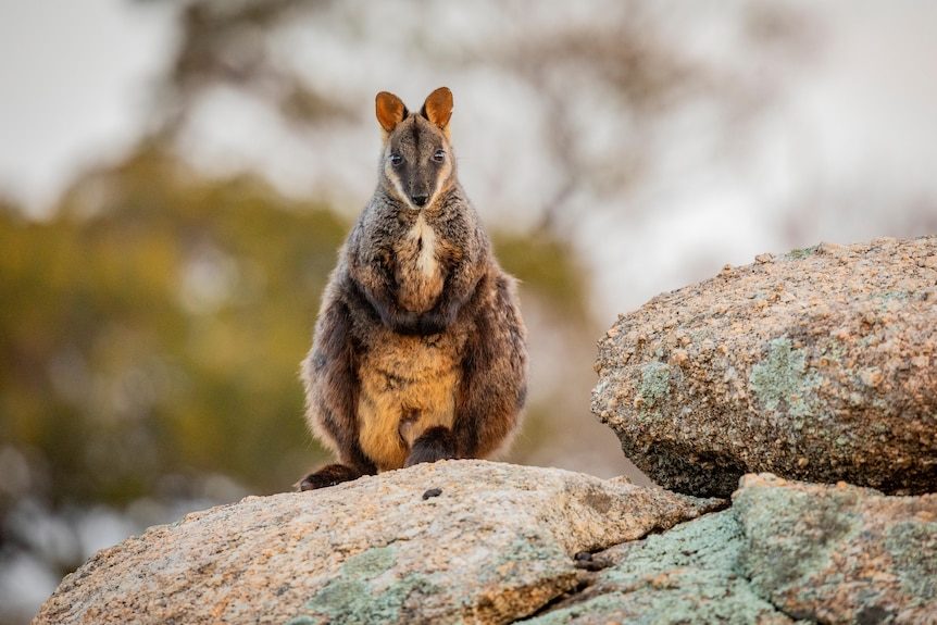The Forts Walk Rock Wallaby Bend