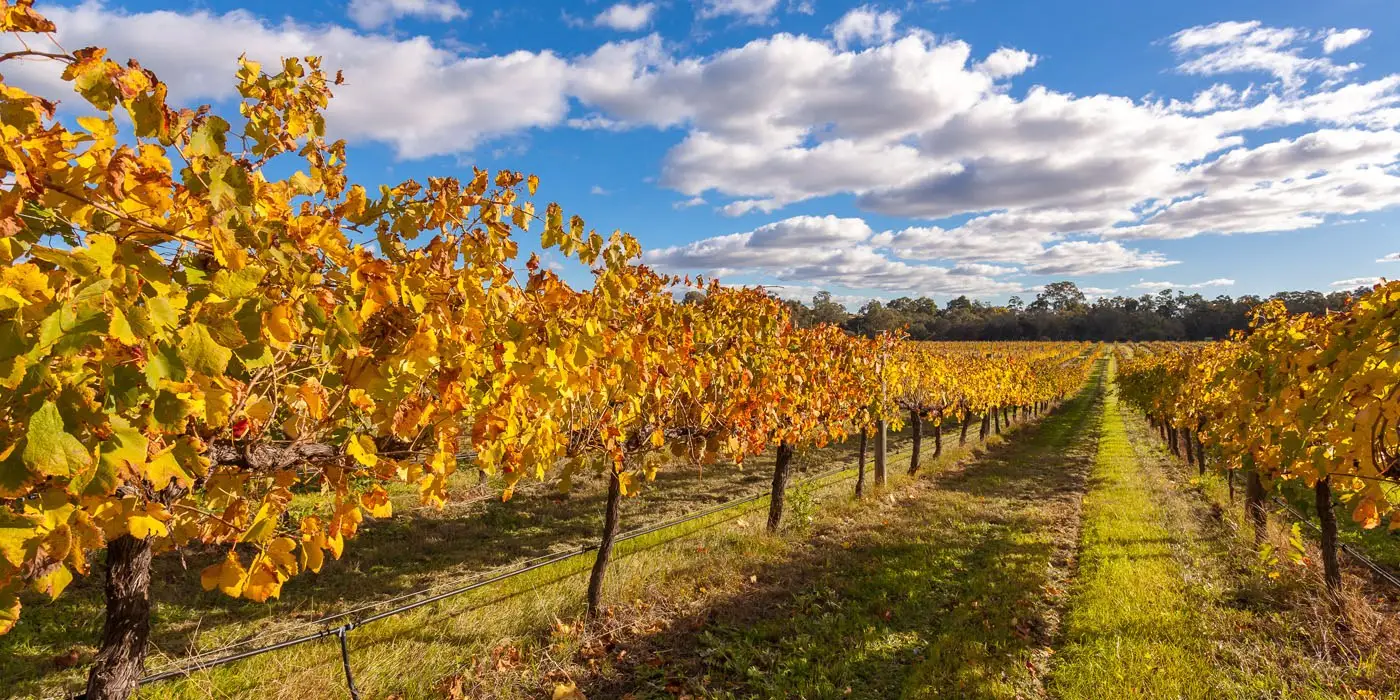 Vineyard Rows