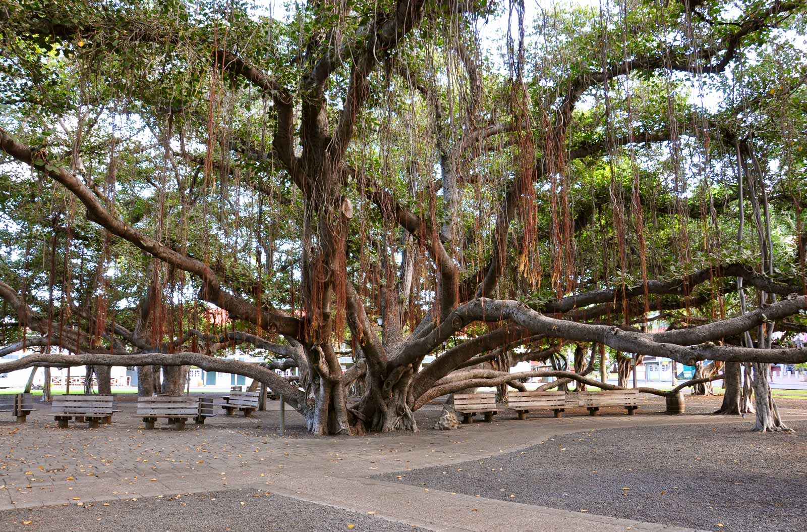 Banyan Tree Park