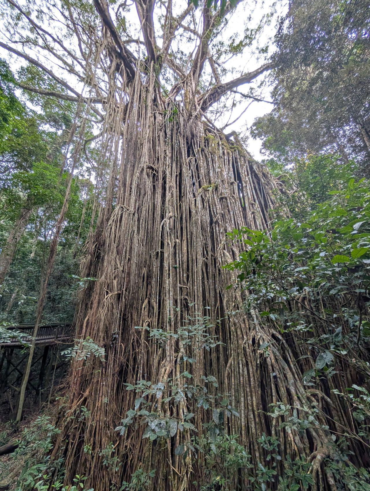 Curtain Fig Tree