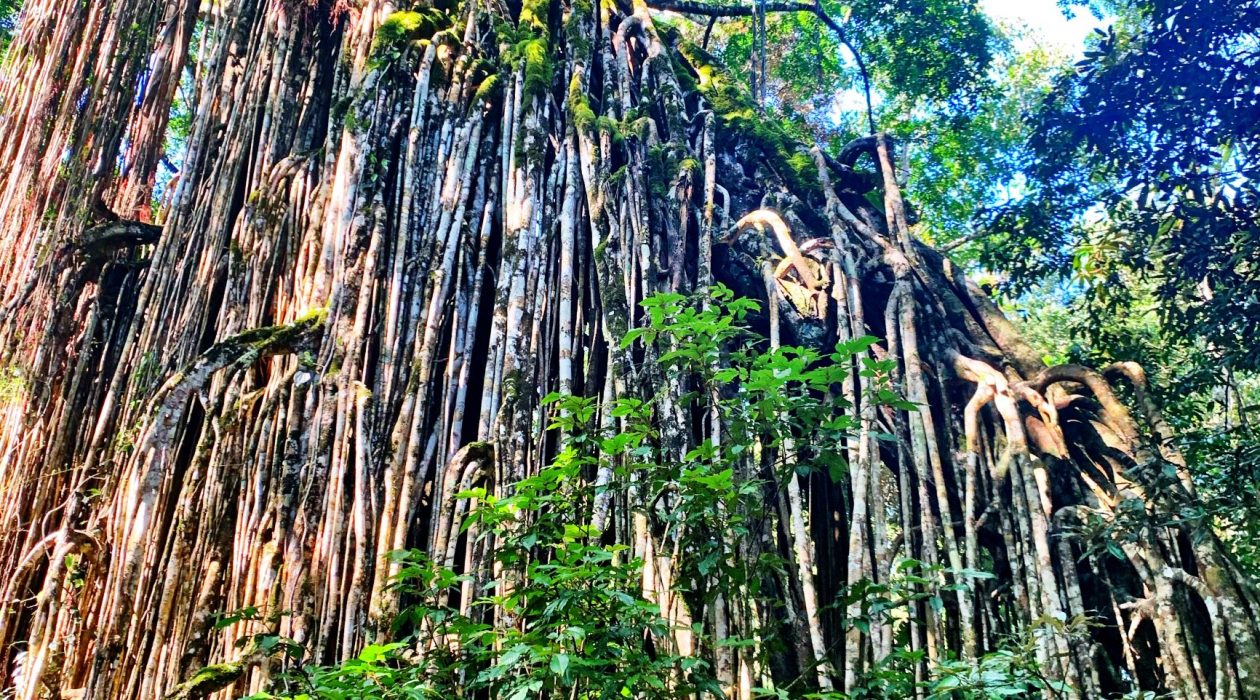 Atherton Tablelands Tour