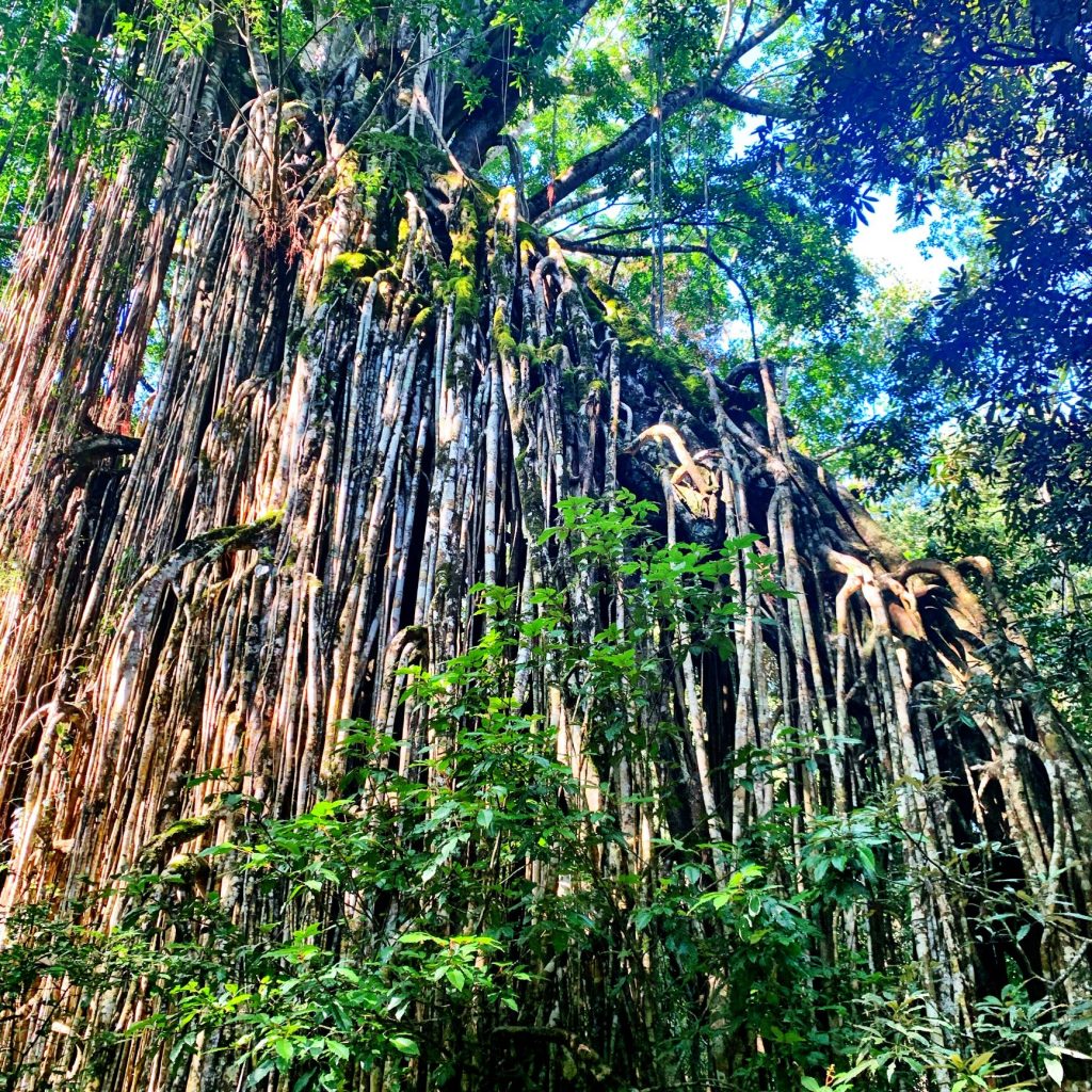 Curtain Fig Tree
