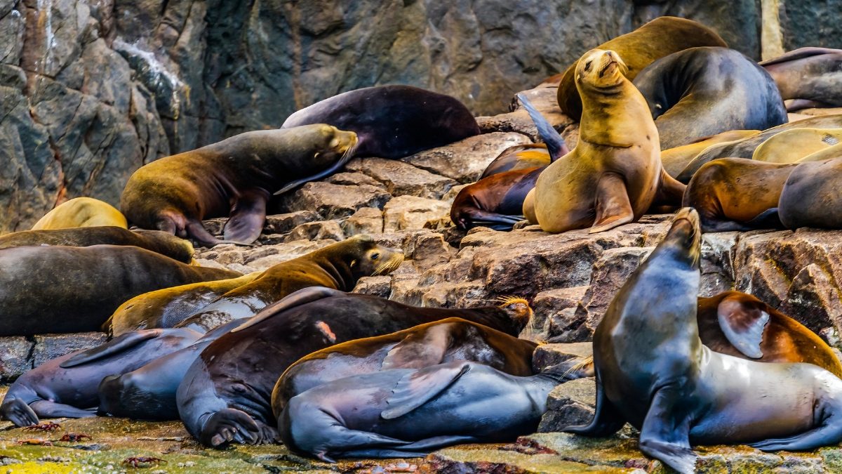Sea Lion Colony