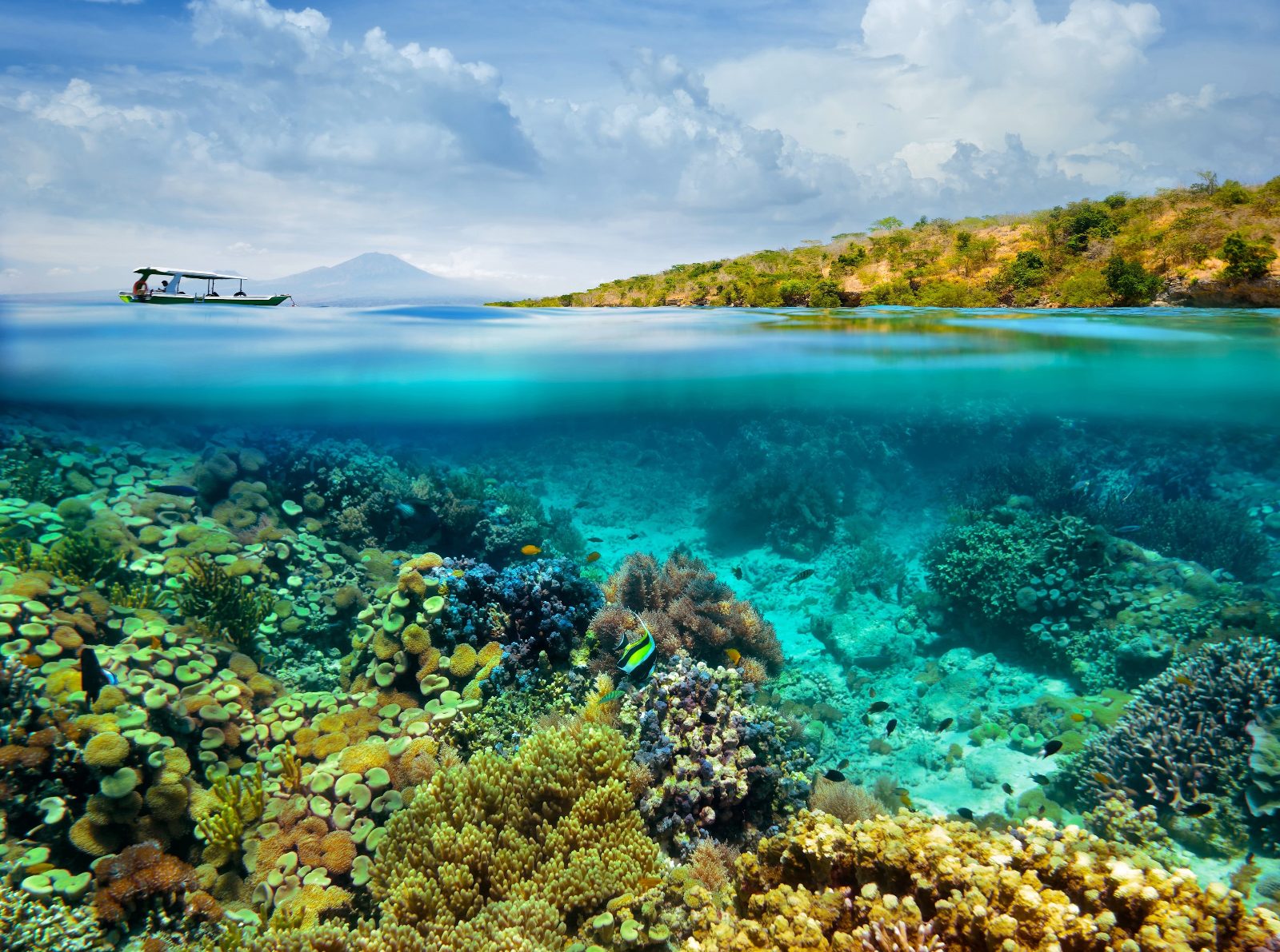 Crocodile Island Coral Wall