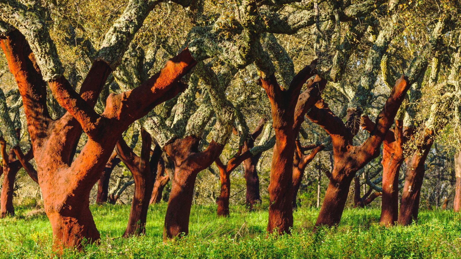 Ancient Cork Forests