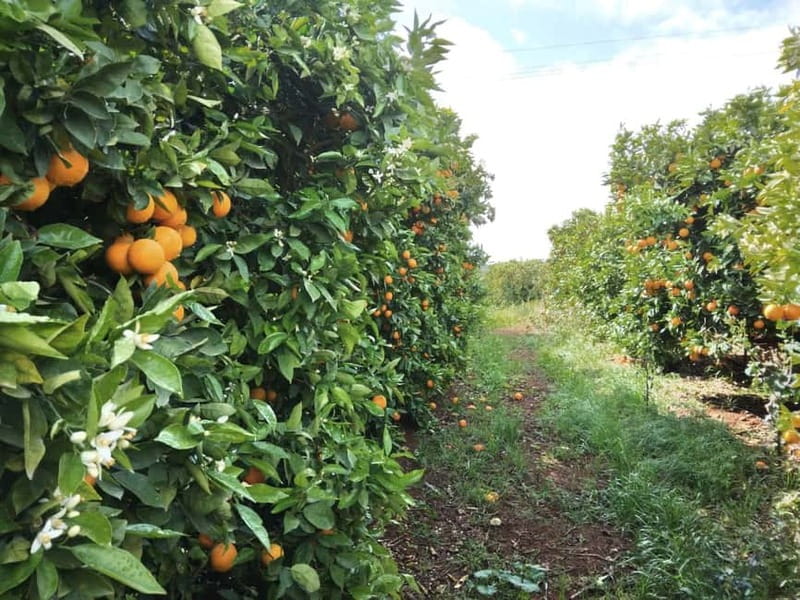 Orange Grove Path