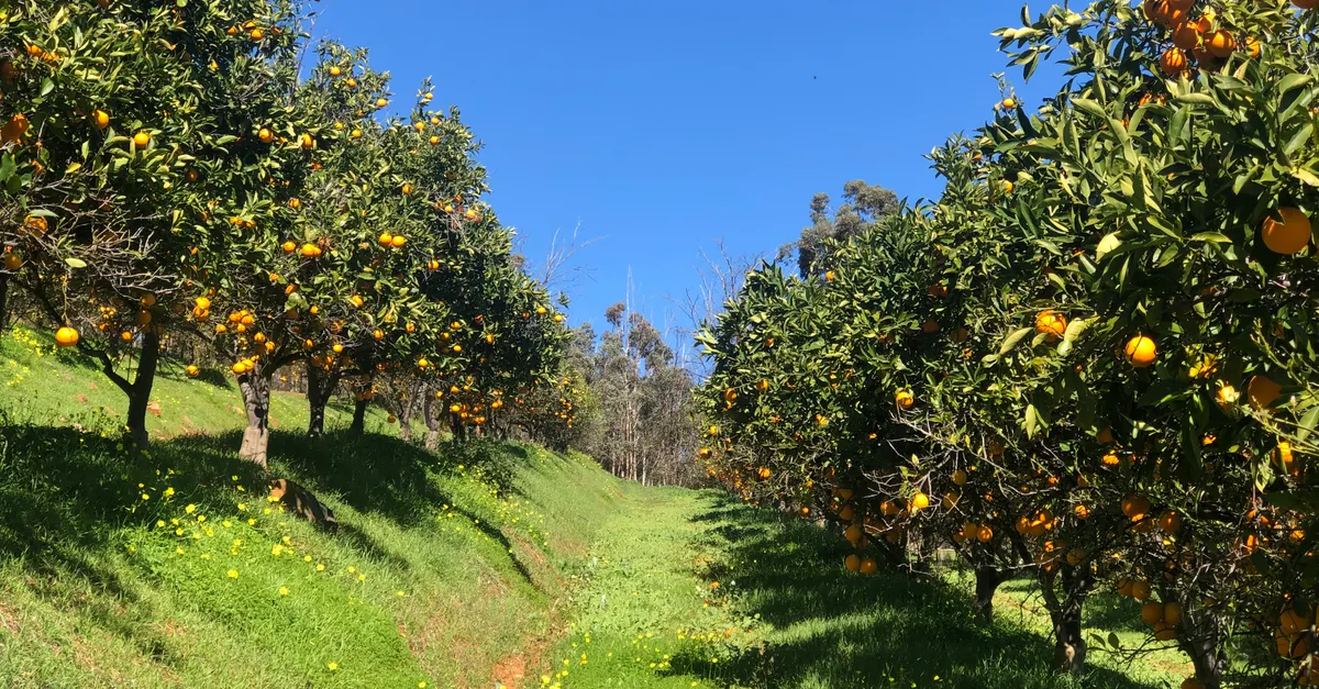Orange Orchards