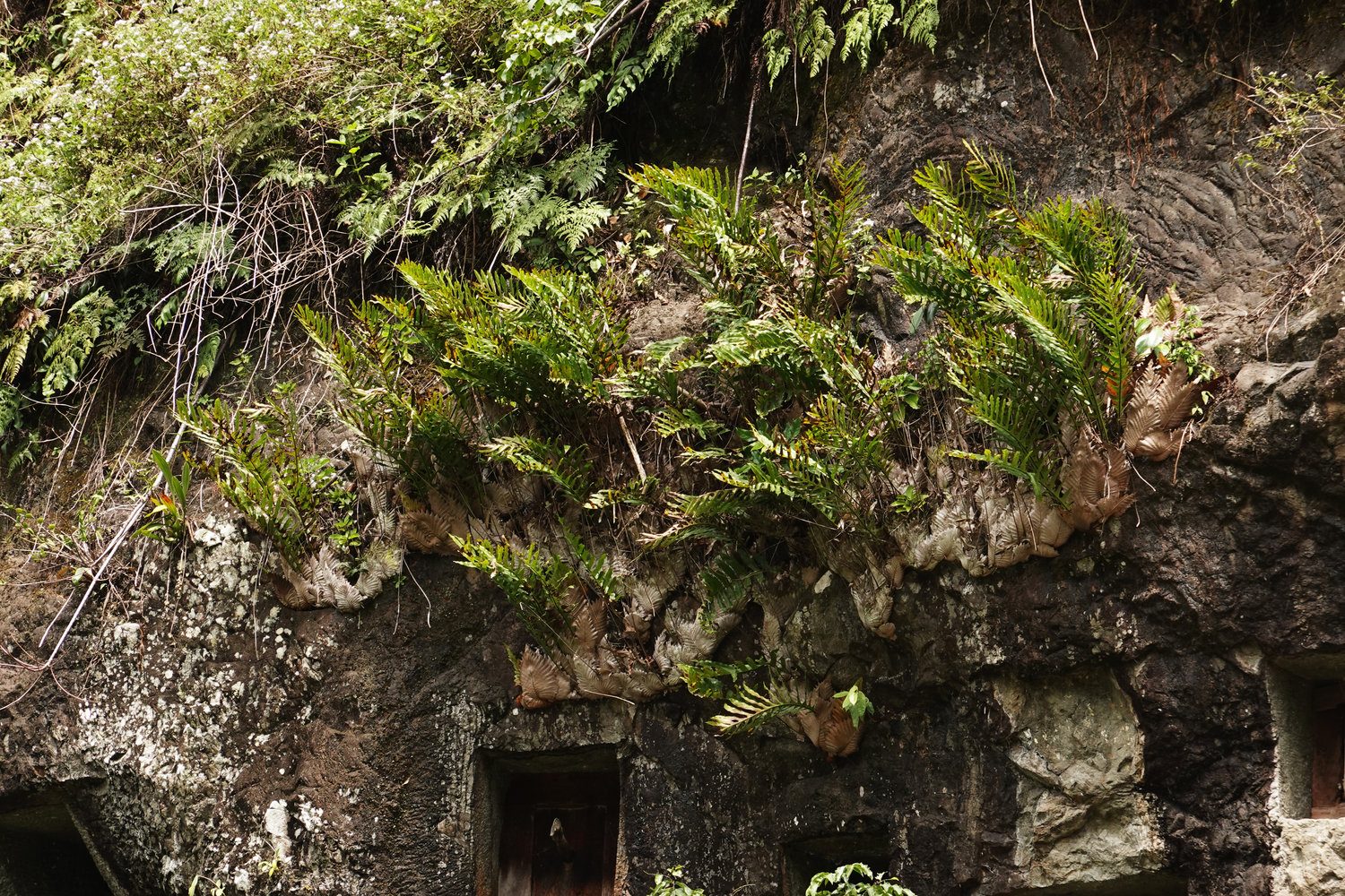 Vertical Garden (Jardín Vertical)