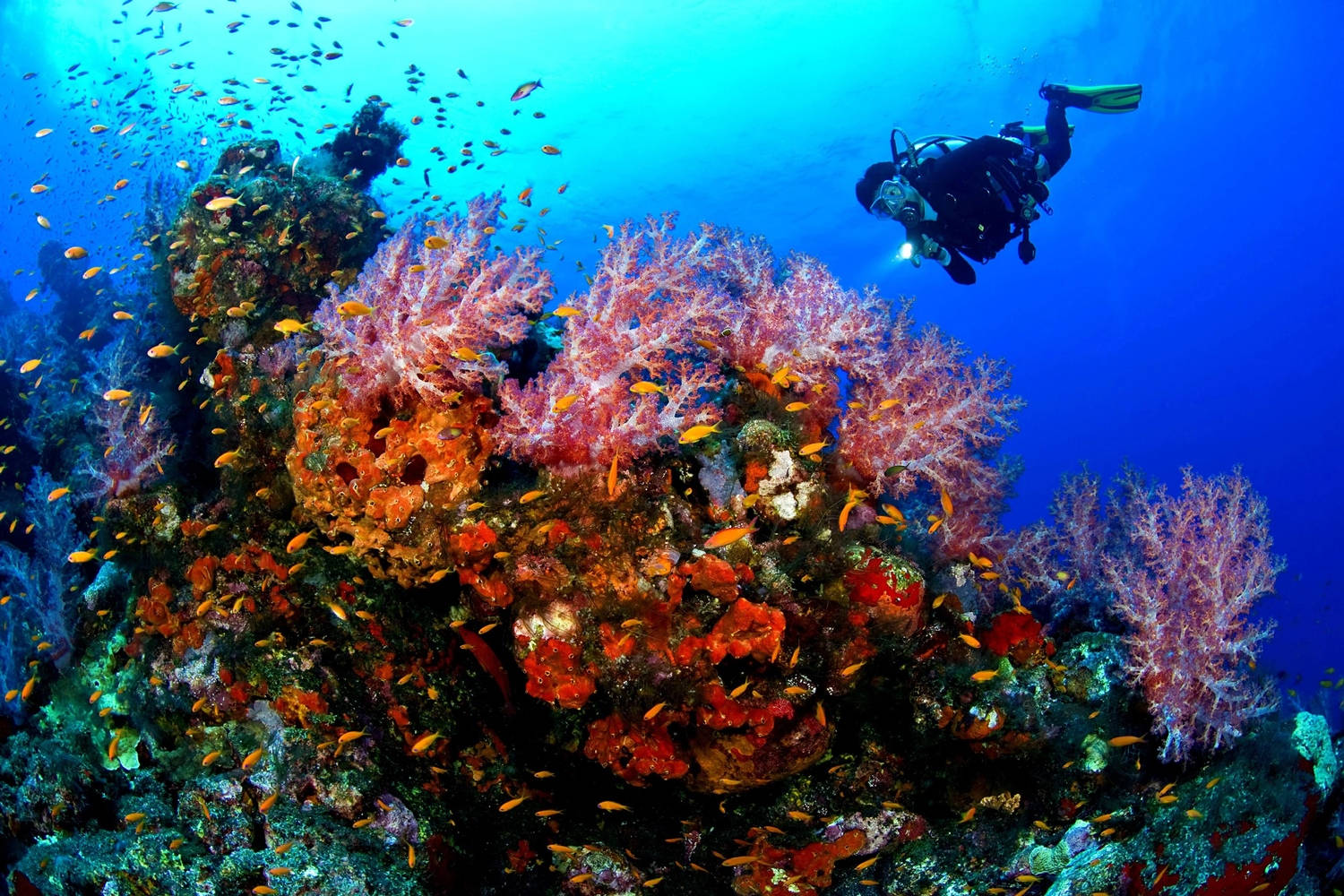 Sharm El Sheikh Diving