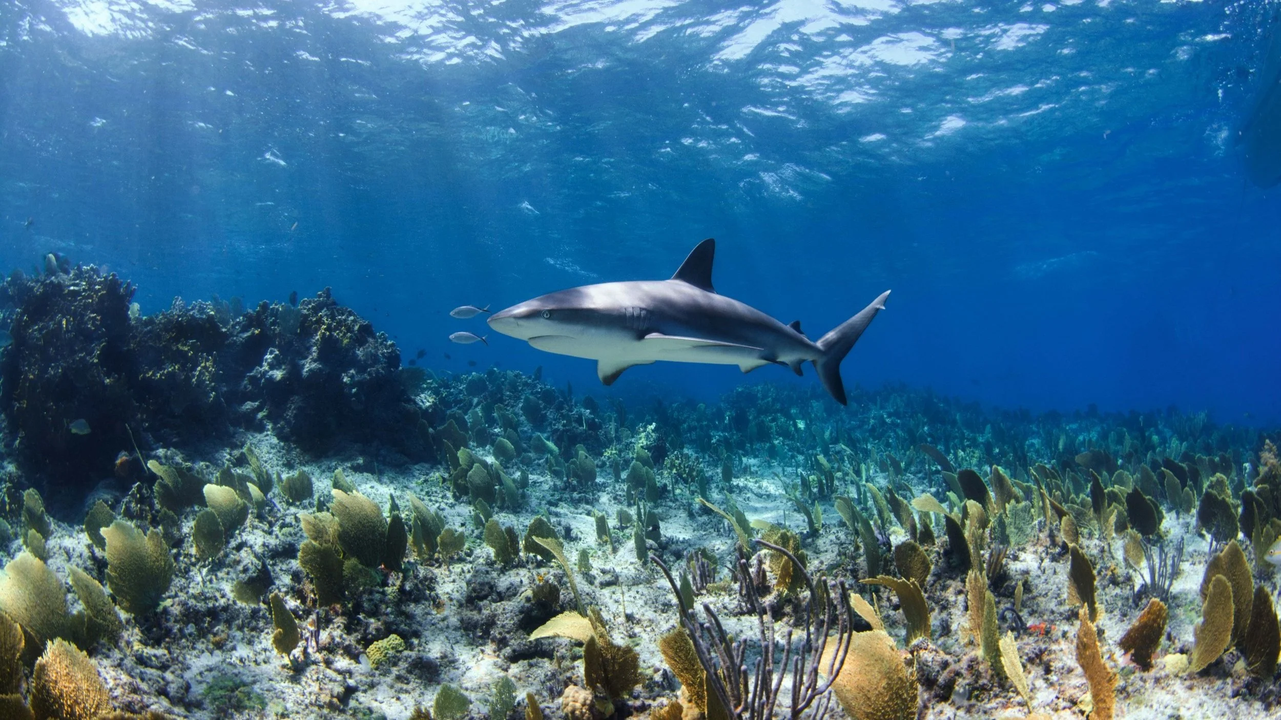 Shark Reef