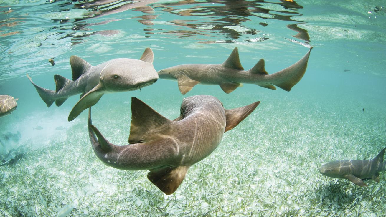 Shark Ray Alley