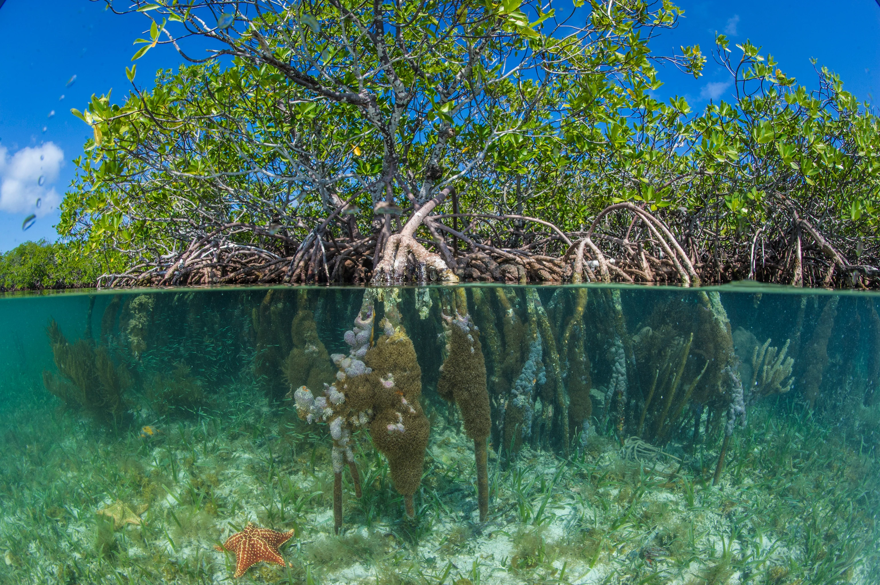 Mangrove Islands