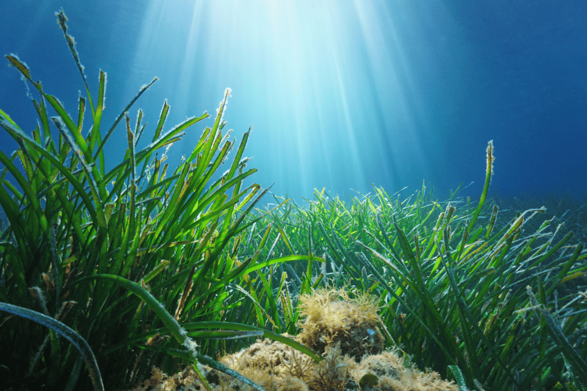 Seagrass Beds