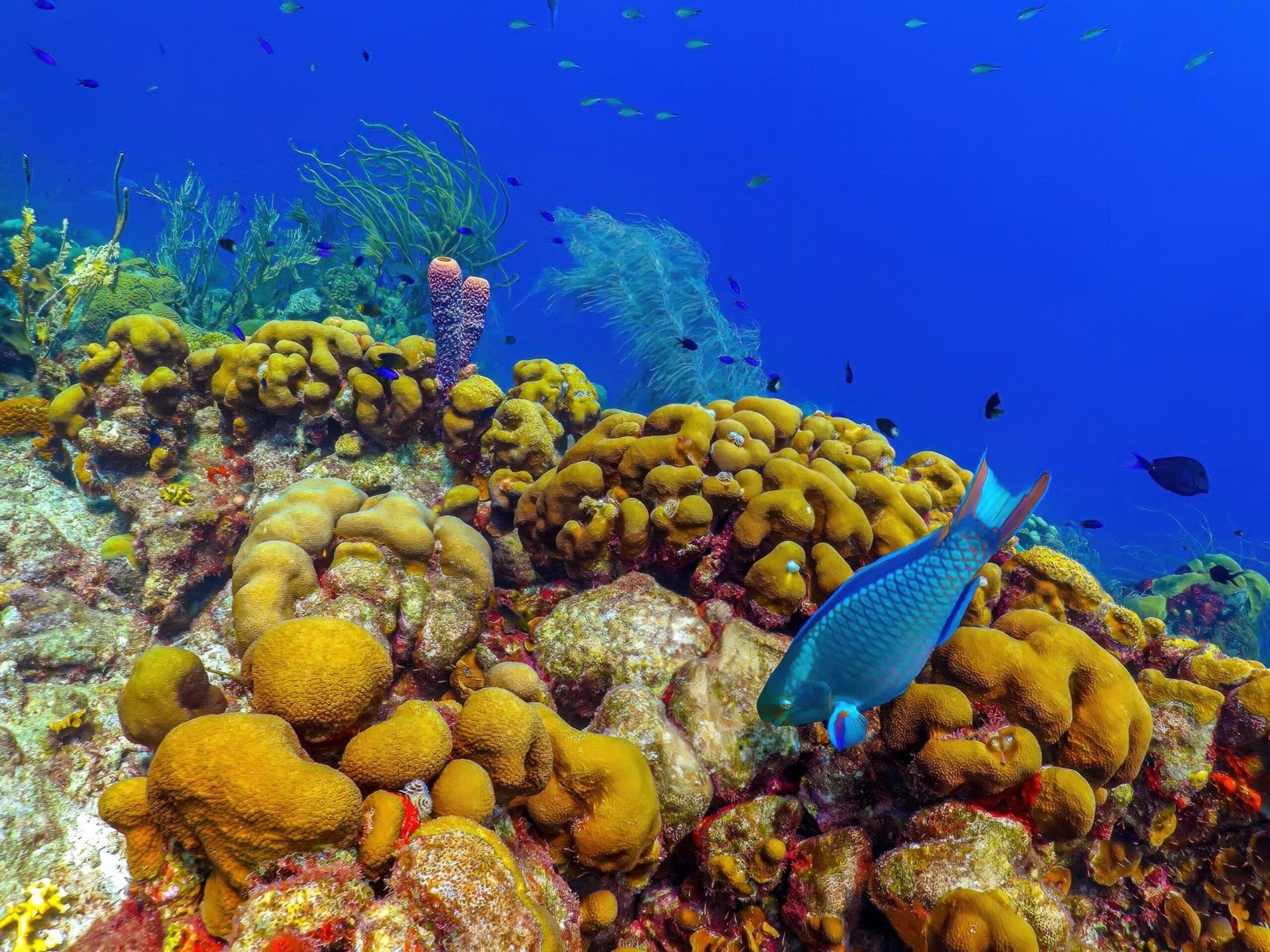 Coral Gardens