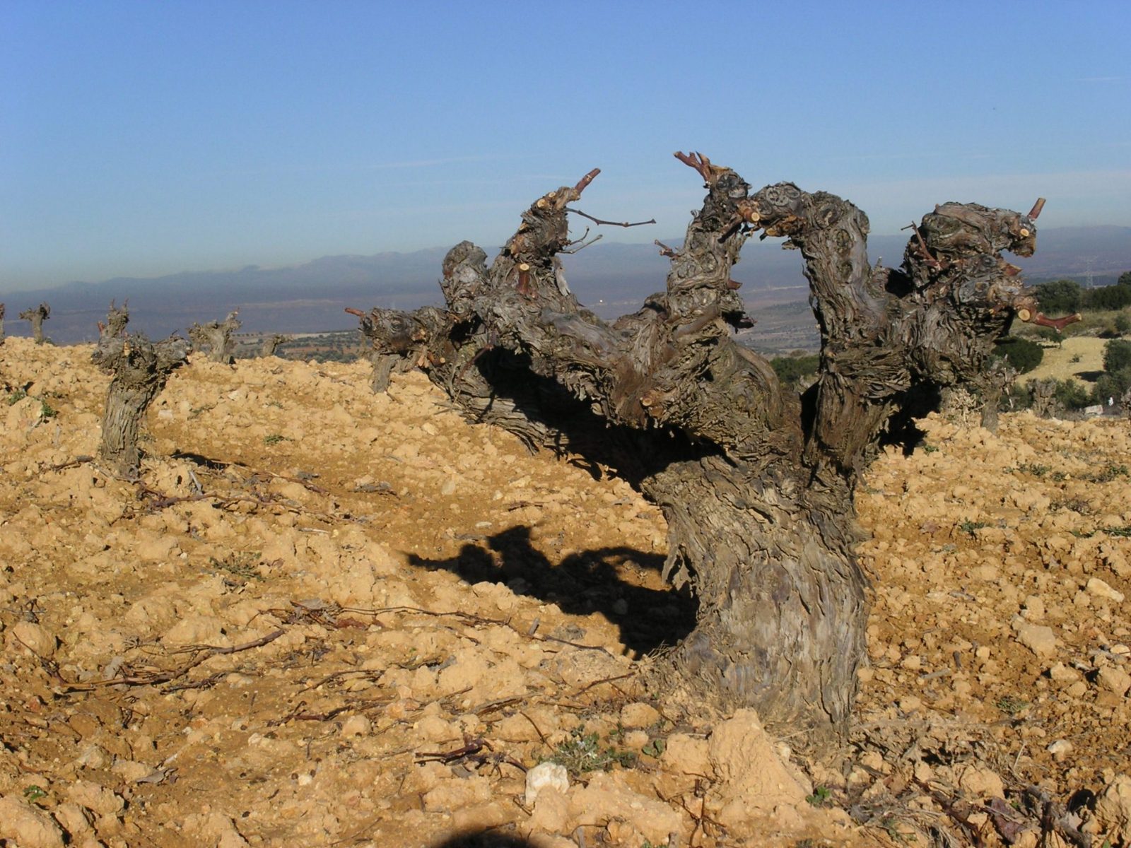 Arganda Limestone Soils