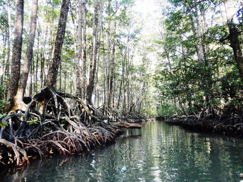 Sabang Mangrove Forest