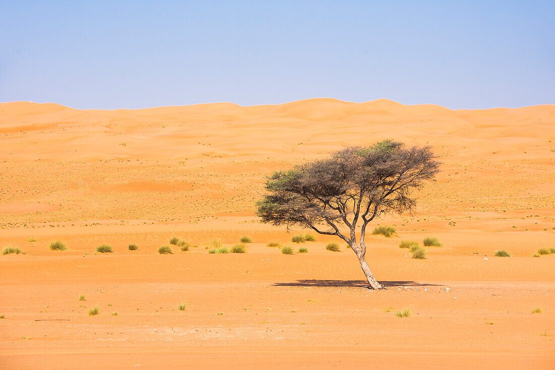 The Acacia Grove