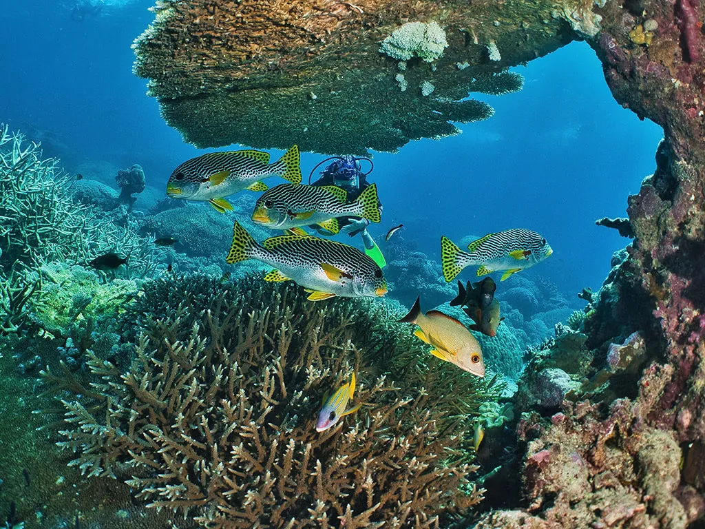 Flynn Reef Drop-off