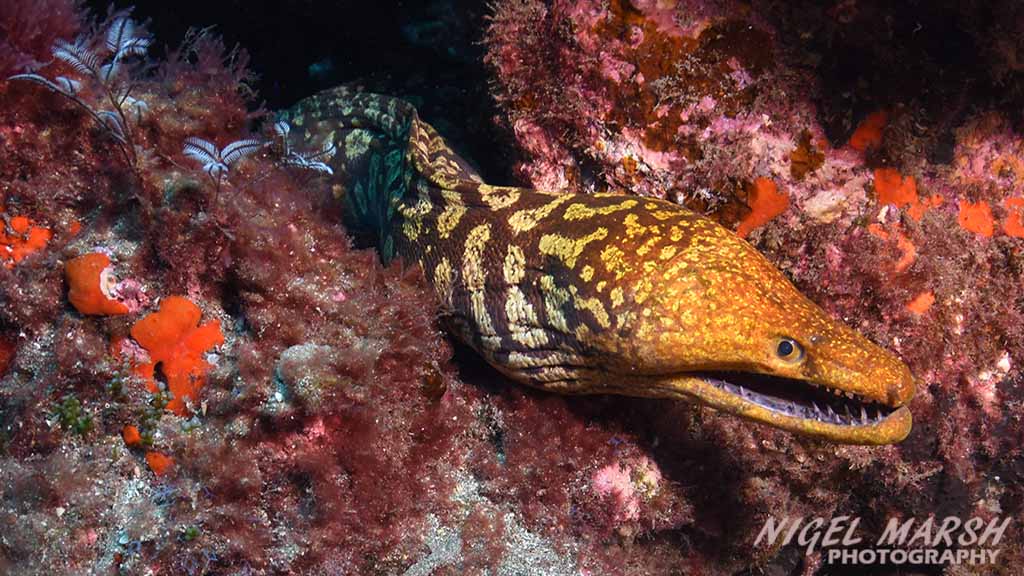 El Cabron Marine Reserve