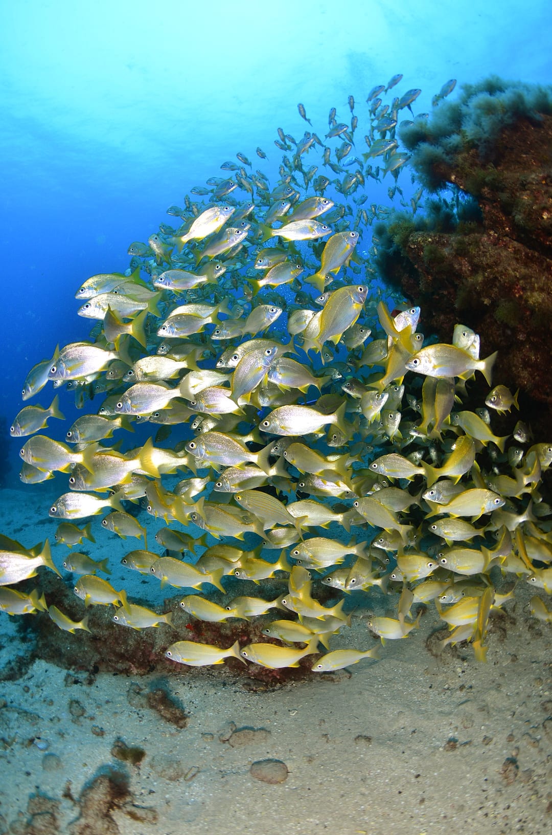 Snorkeling Gran Canaria